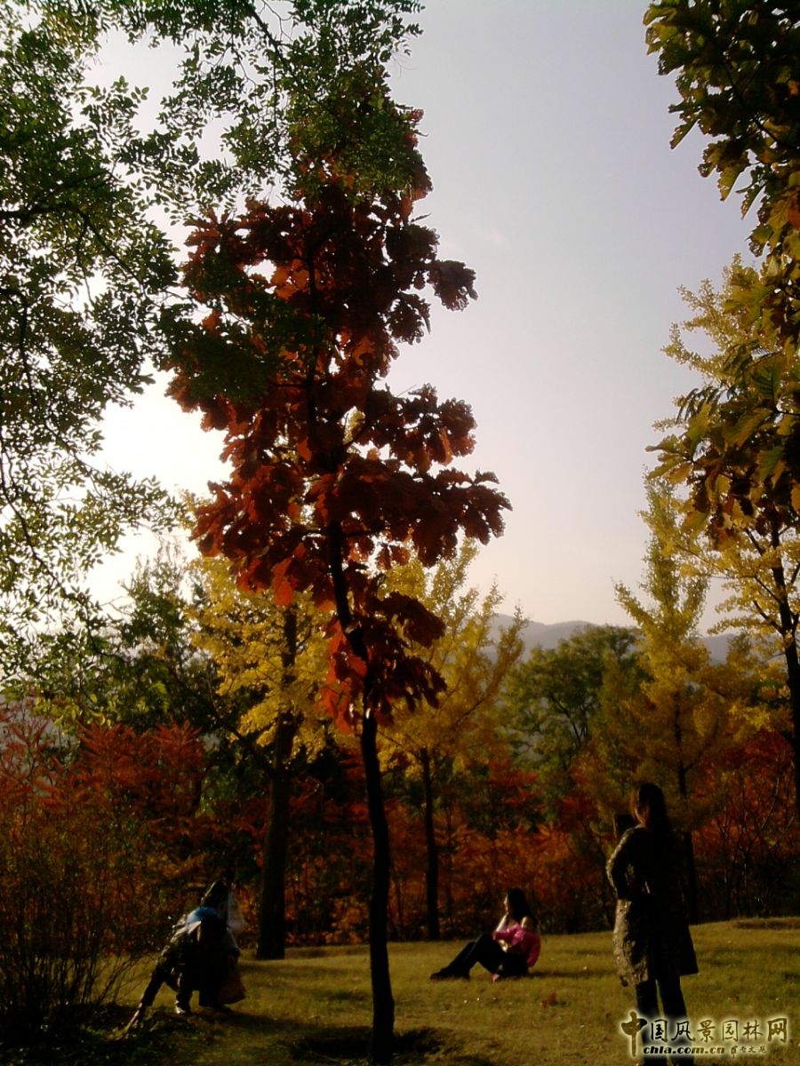 香山红叶 秋游植物园 万叶恋歌 植物园 红枫