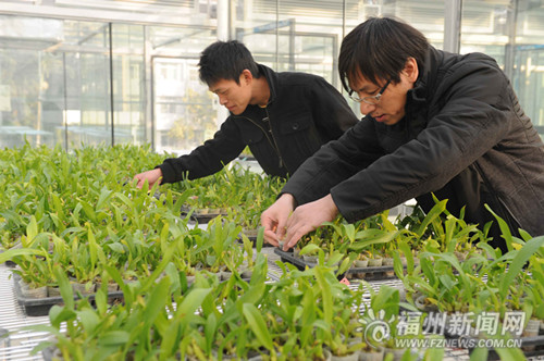 全国最大植物工厂工程化实验室落户福州