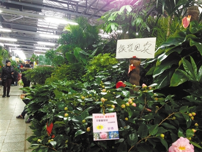 为了减少损失，莱太花卉商城商户张宏翔在自己的绿植上挂着“换货甩卖”的牌子