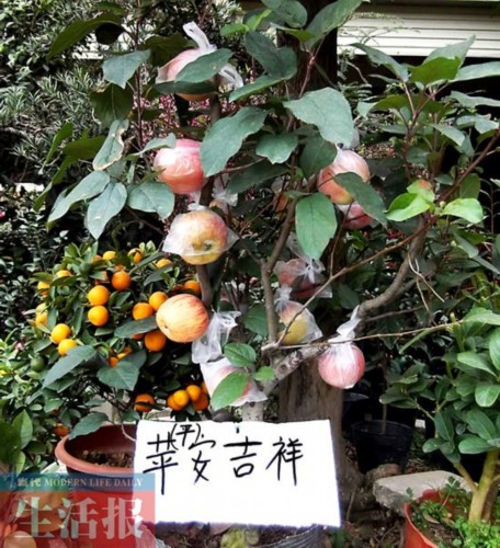 商家摆卖的盆栽“苹果树”树高仅1米左右，果实累累