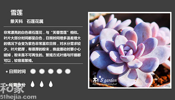 15种萌萌的多肉植物_趣味植物_中国风景园林