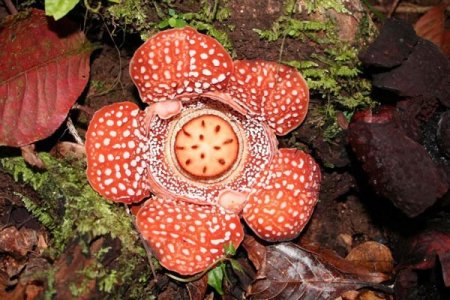 Rafflesia lagascae