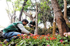 工作人员为花卉苗木做养护。 记者周密摄