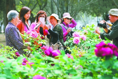 北京植物园和中国科学院植物研究所植物园共同举办首届牡丹文化节