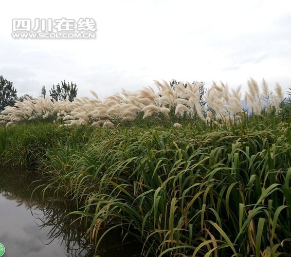 四川西昌市邛海打造全国最大城市湿地