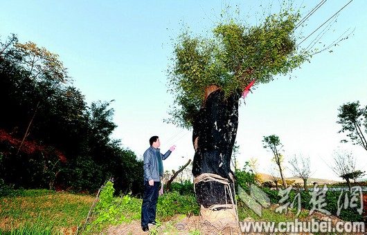 23日，一株有800余年树龄的古树被移栽至高处。