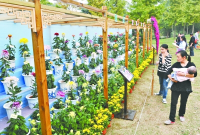 中国菊艺大师李建祥培育的新品菊花在解放公园进行专场展出