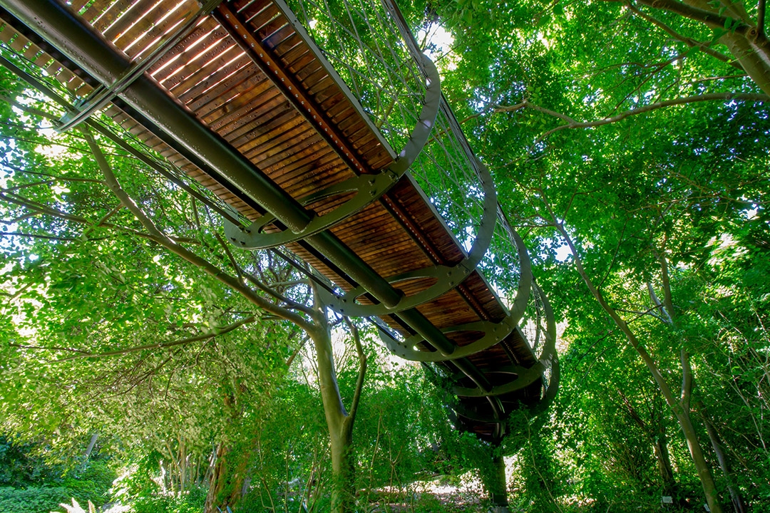 康斯坦博西植物园内被亲切地称为“非洲树蛇”或“树冠走廊”
