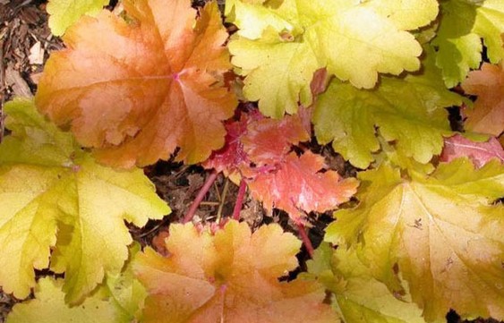 秋高气爽 9种绿色植物给花园添一抹秋色