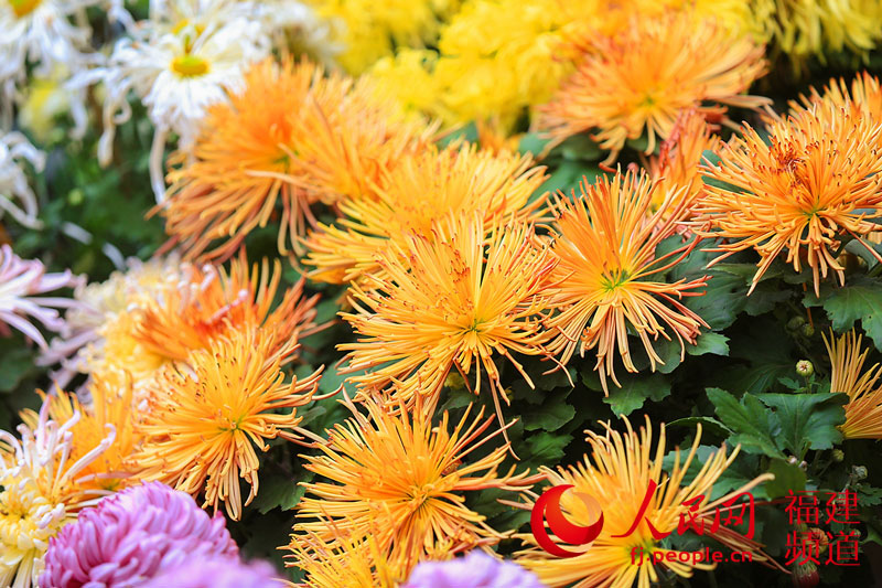 西湖公园菊展创历届规模之最 首次亮相大型造型艺菊