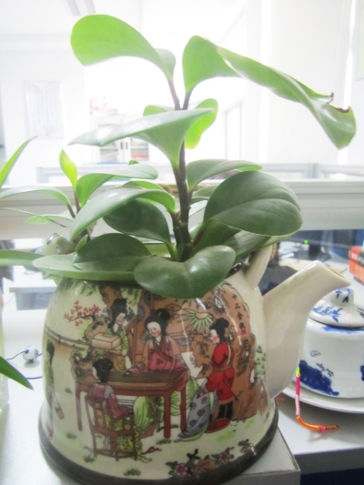 茶壶也可以养植物
