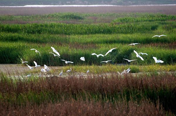 湿地生物多样性保护意义