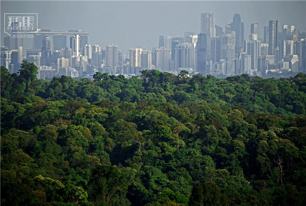 花园城市新加坡：闹市区分布大片原始雨林