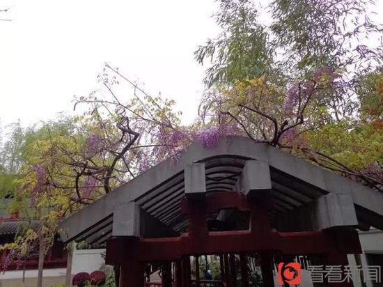 上海古藤园镇园之宝470岁高龄紫藤绽放