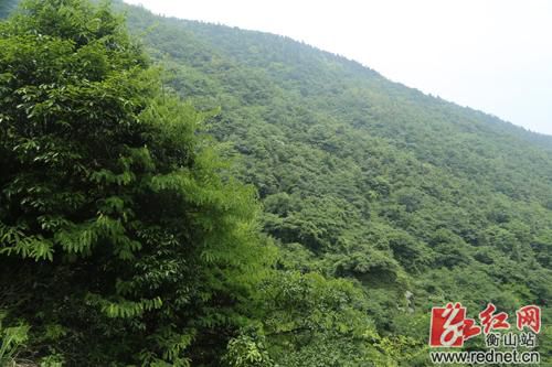 衡山县白云岭发现大量珍稀濒危植物