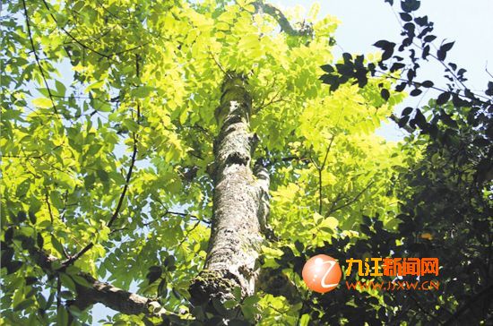 武宁发现国家一级保护野生植物——伯乐树