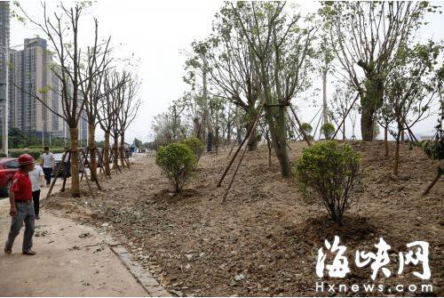 福州环南台岛休闲路绿化将现“城市森林”