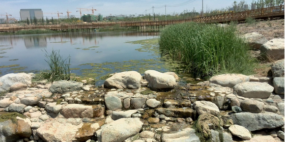 西北“第一湿地”园林景观工程年底完工