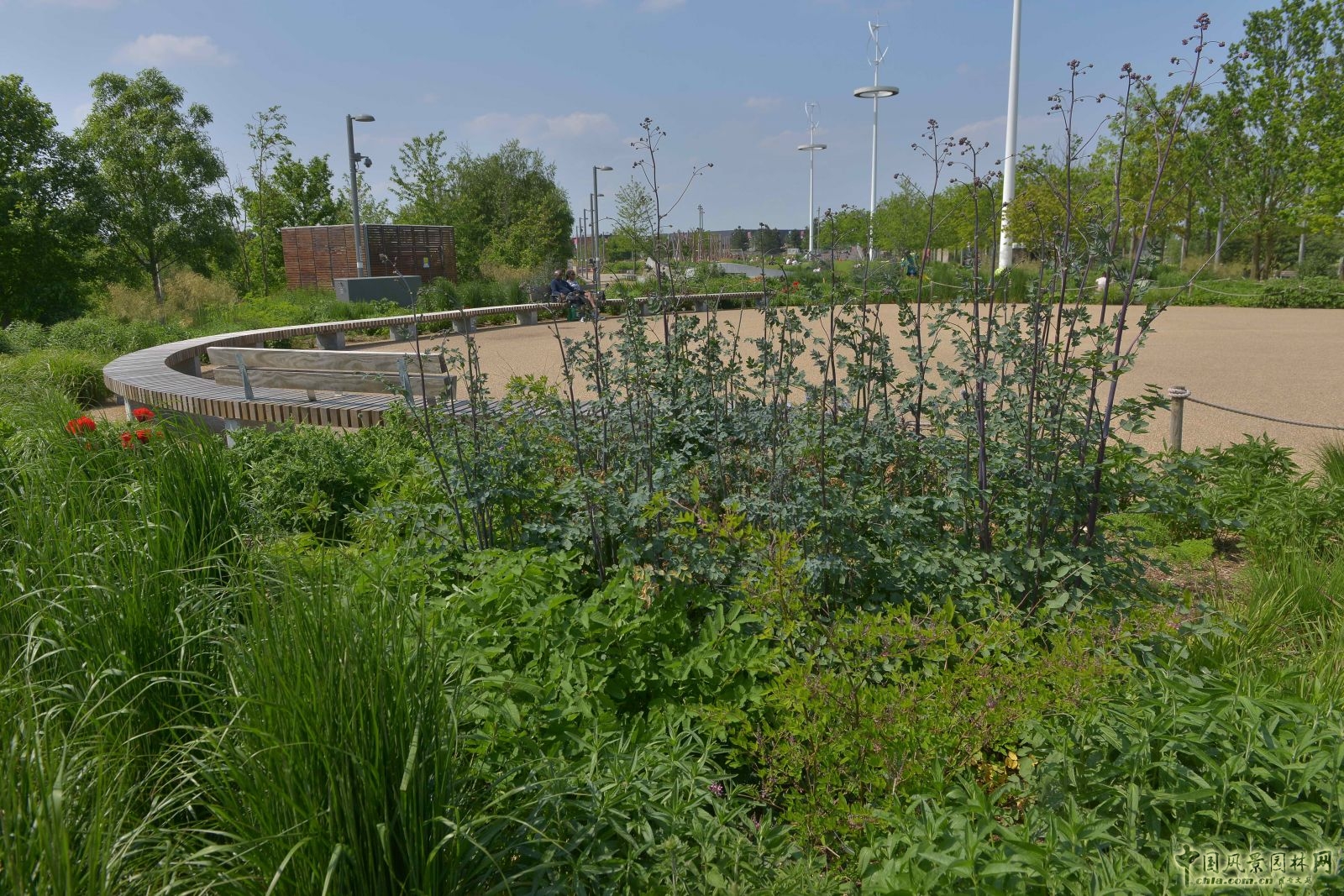 城市公园中的野花草甸——伦敦奥林匹克公园