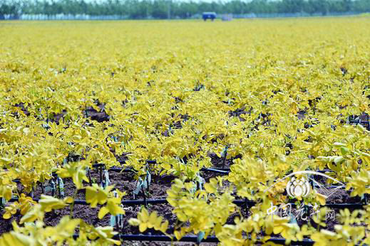黄金刺槐的繁殖与栽培