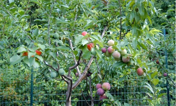 最新嫁接水平吉尼斯纪录，一棵树可以长出40种水果