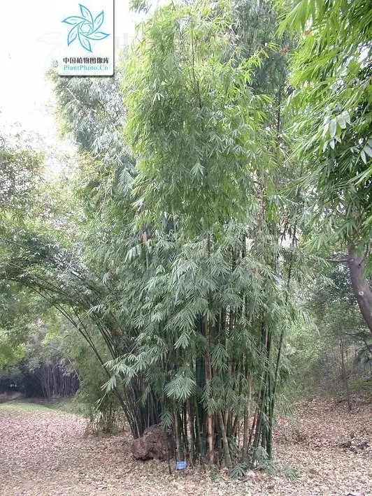 26种竹类植物整理（上）