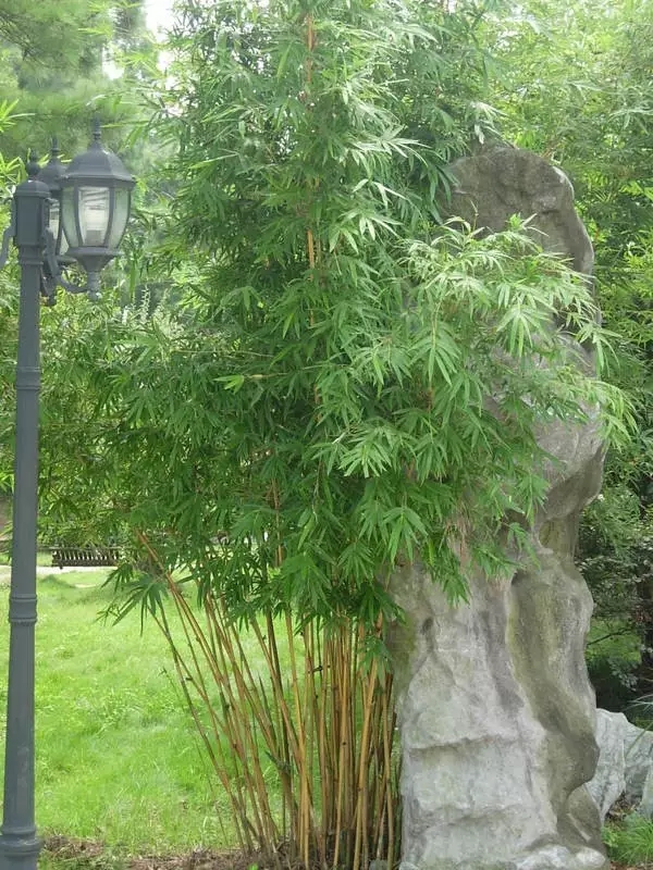 26种竹类植物整理（上）
