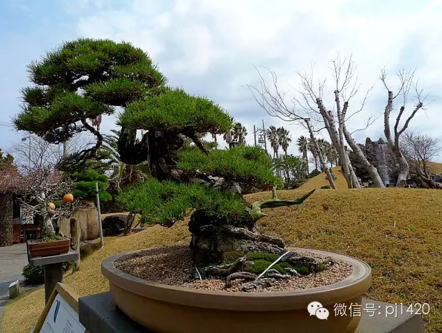 世界最大的盆栽公园——思索之苑