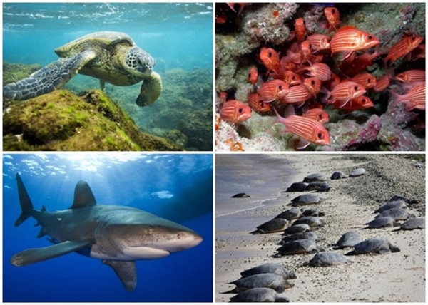 美国筹建全球最大海洋保护区