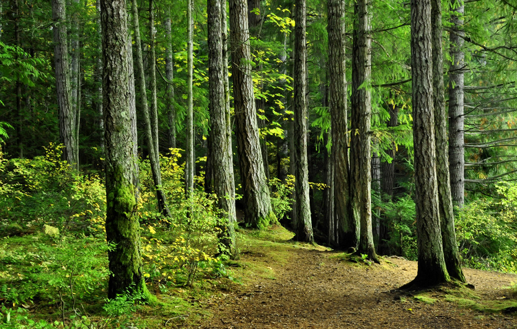 研究表明：混合林能有效提高生物多样性收益