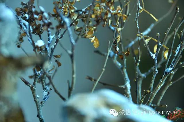 墨爻盆景作品：片片互玲珑，飞扬玉漏终。——《山涧小雪》
