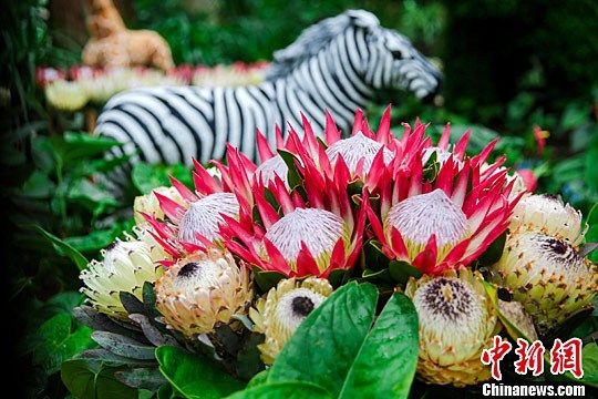 南非帝王花为武汉植物园增添浓郁非洲风情