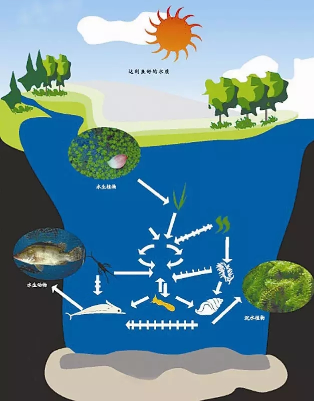 河道景观中六大生态修复技术，你知道吗？