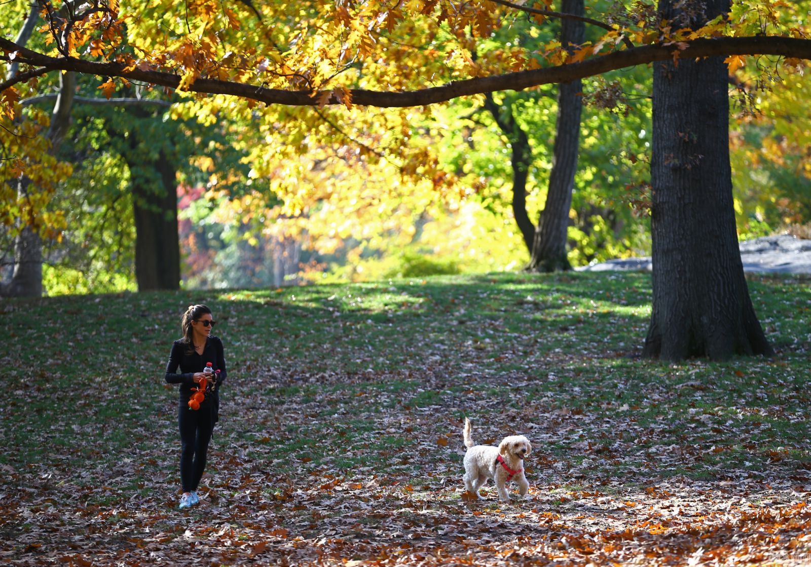 美国纽约中央公园秋叶斑斓 风景如画