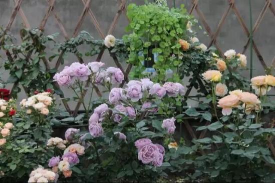 3位女大学生乐当种花匠 坎墩后花园打造“花样年华