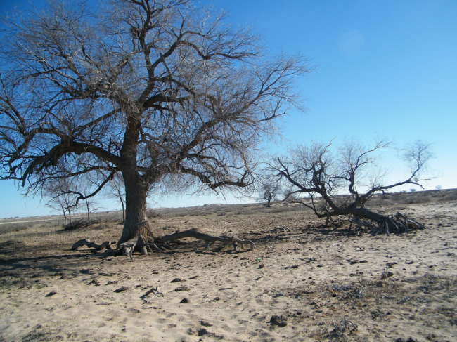最美古树名木：乌珠穆沁草原上的沙地榆