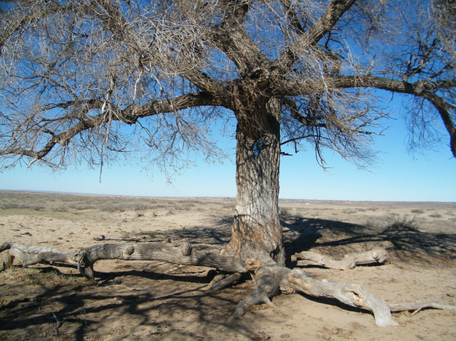 最美古树名木：乌珠穆沁草原上的沙地榆