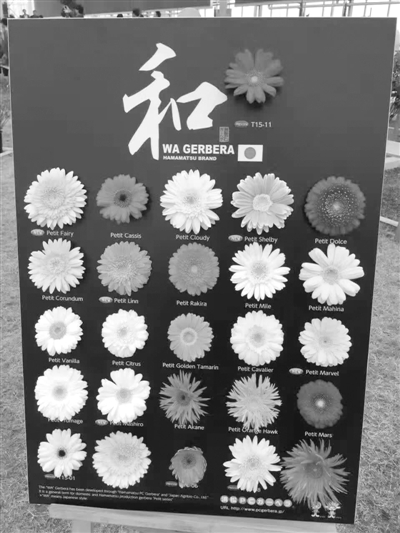 日本花卉园艺展在绿科秀拉开帷幕
