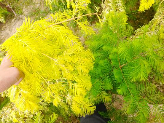 金叶水杉将成为2018年最具市场竞争力的彩叶树种