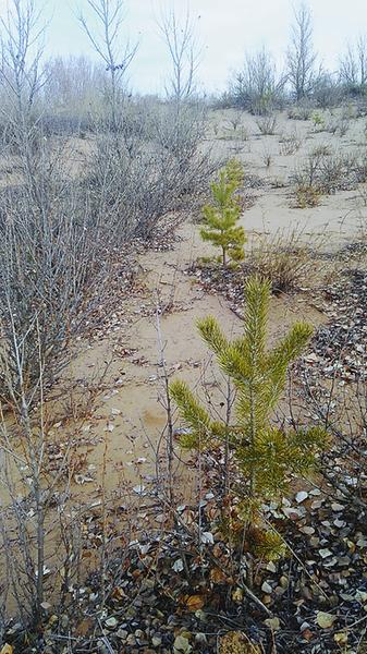 陕西榆林“三北”防护林区有杨树死亡 部分植物老化