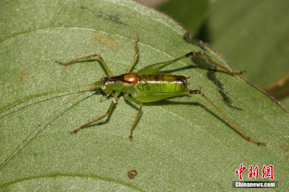 三峡大老岭自然保护区发现3种昆虫新物种