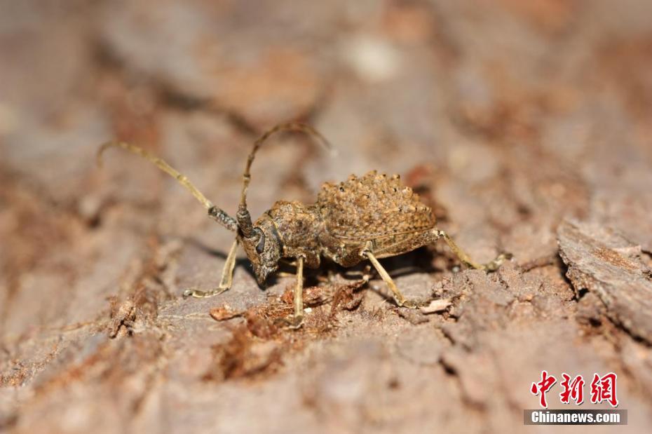 三峡大老岭自然保护区发现3种昆虫新物种