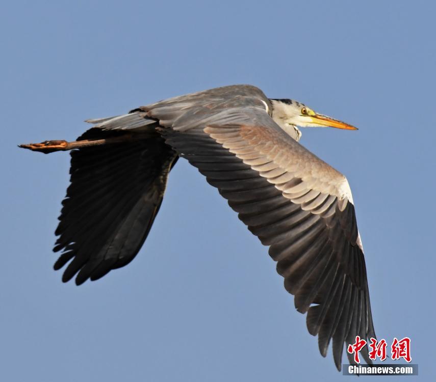 湖北天龙湾国家湿地公园首现苍鹭