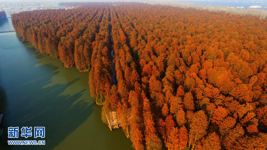 江苏兴化：航拍“水上森林” 冬日美景