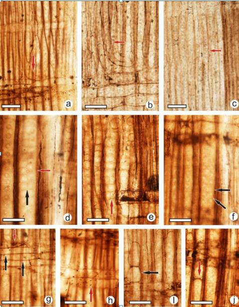 辽西发现最早的银杏植物木材化石