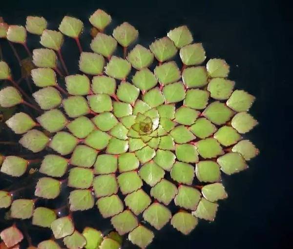 15张图片展示植物中的数学