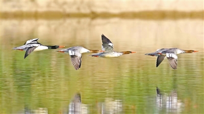 检验湿地质量的标志物种中华秋沙鸭光临温州