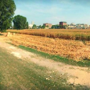 意大利威尼斯一个临时性的玉米迷宫