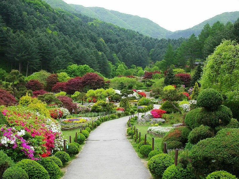 京畿道加平晨静树木园——赏枫赏菊的诱惑