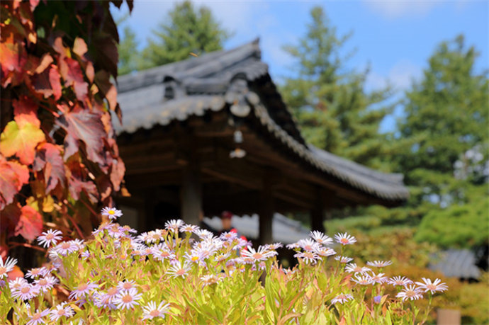 京畿道加平晨静树木园——赏枫赏菊的诱惑